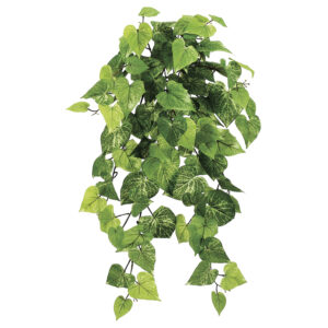 Hanging Potato Leaf Bush, Green,  30in