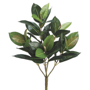 Exuberant Rubber Plant Stem, 24in