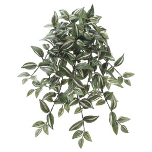 Wandering Jew Bush, 22.5in
