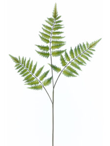 Forest Fern, 33in