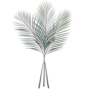 Palm Leaf Bundle, 40in