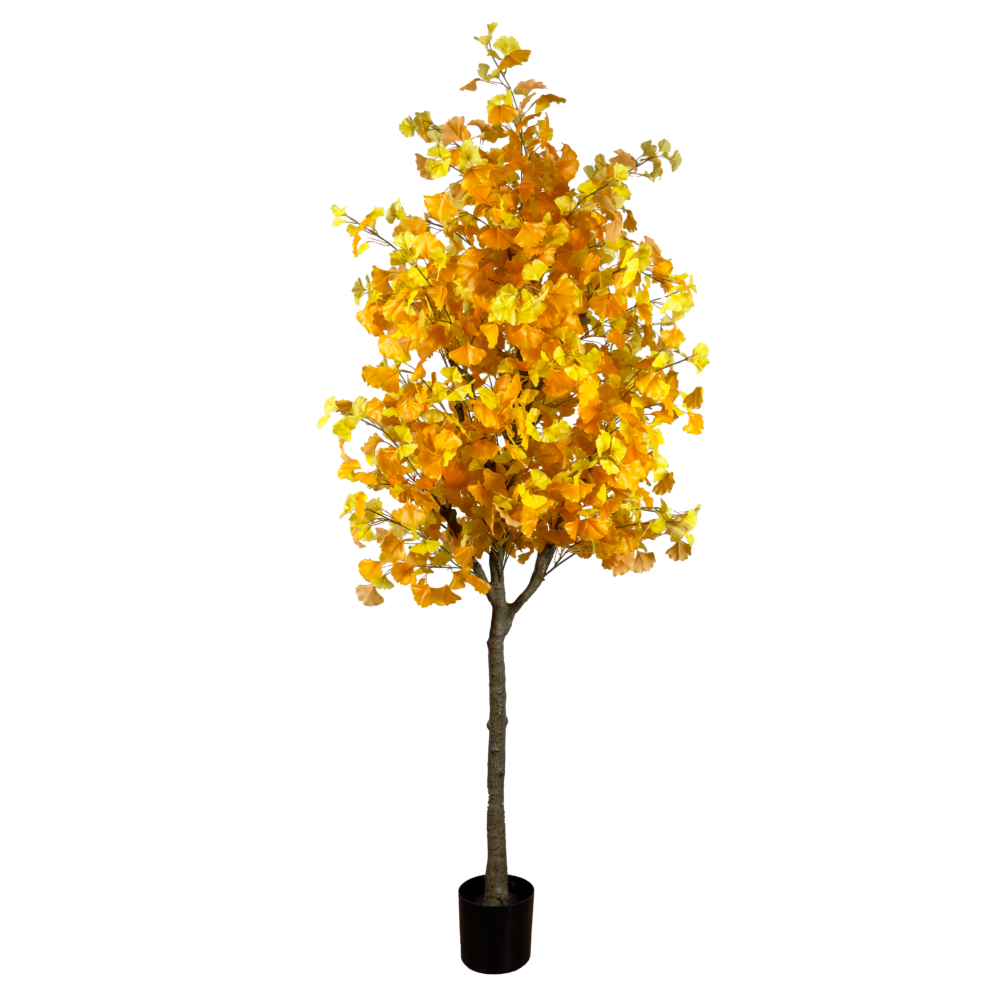 Gingko Tree, Yellow, 7ft