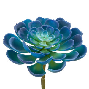Echeveria, Green/Blue, 4in