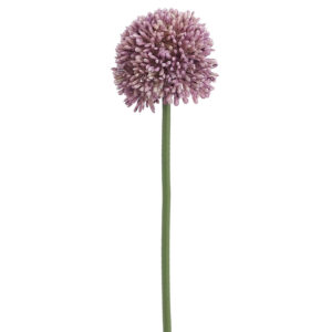 Allium, Lavendar, 17.5in