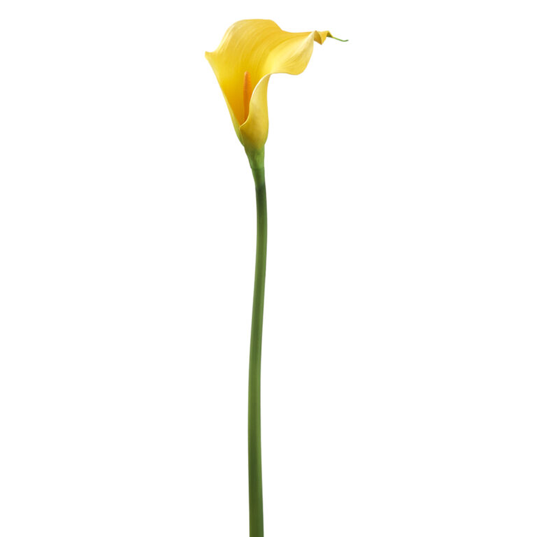 Lily Calla, Yellow, 24in