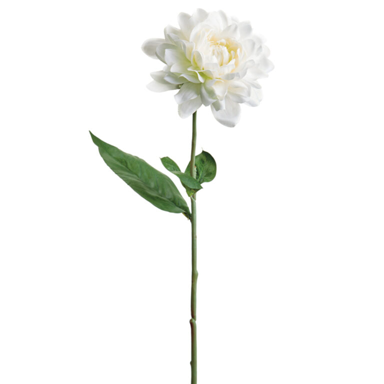 Dahlia, Cream, 21in