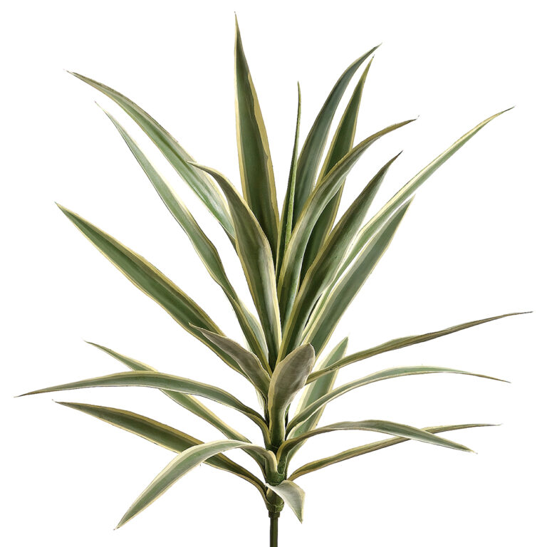 Yucca Plant, Green Varigated, 27in