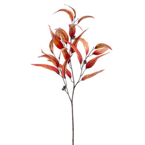 Eucalyptus, Red, 40in