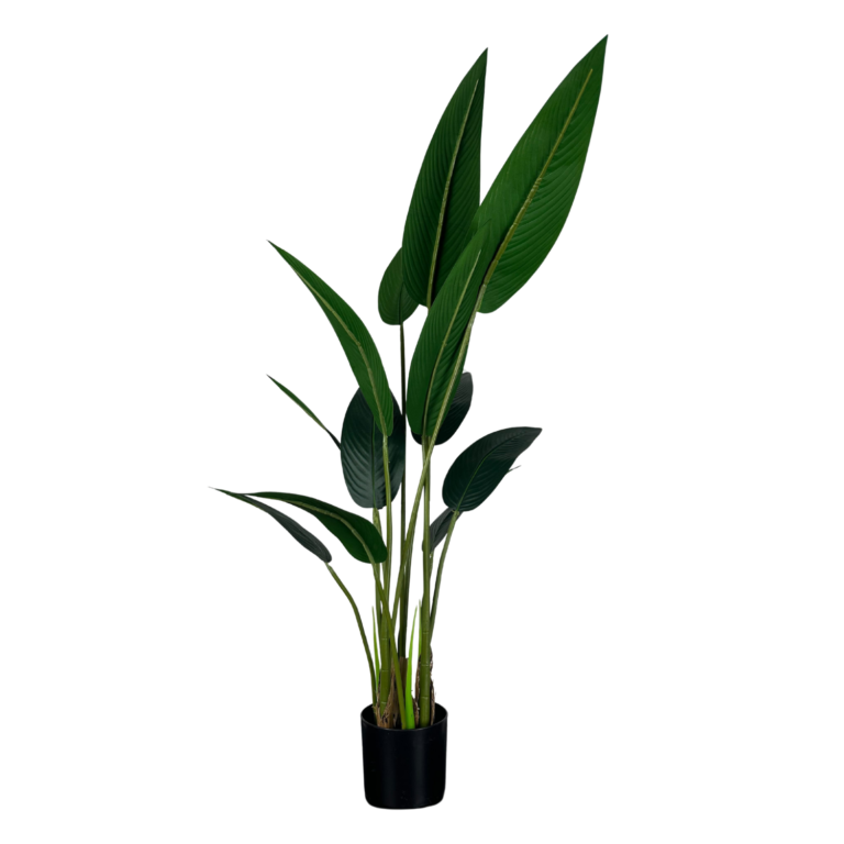 Canna Plant, 4ft (UV)