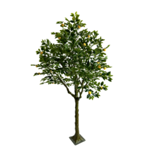 Lemon Tree, 8ft