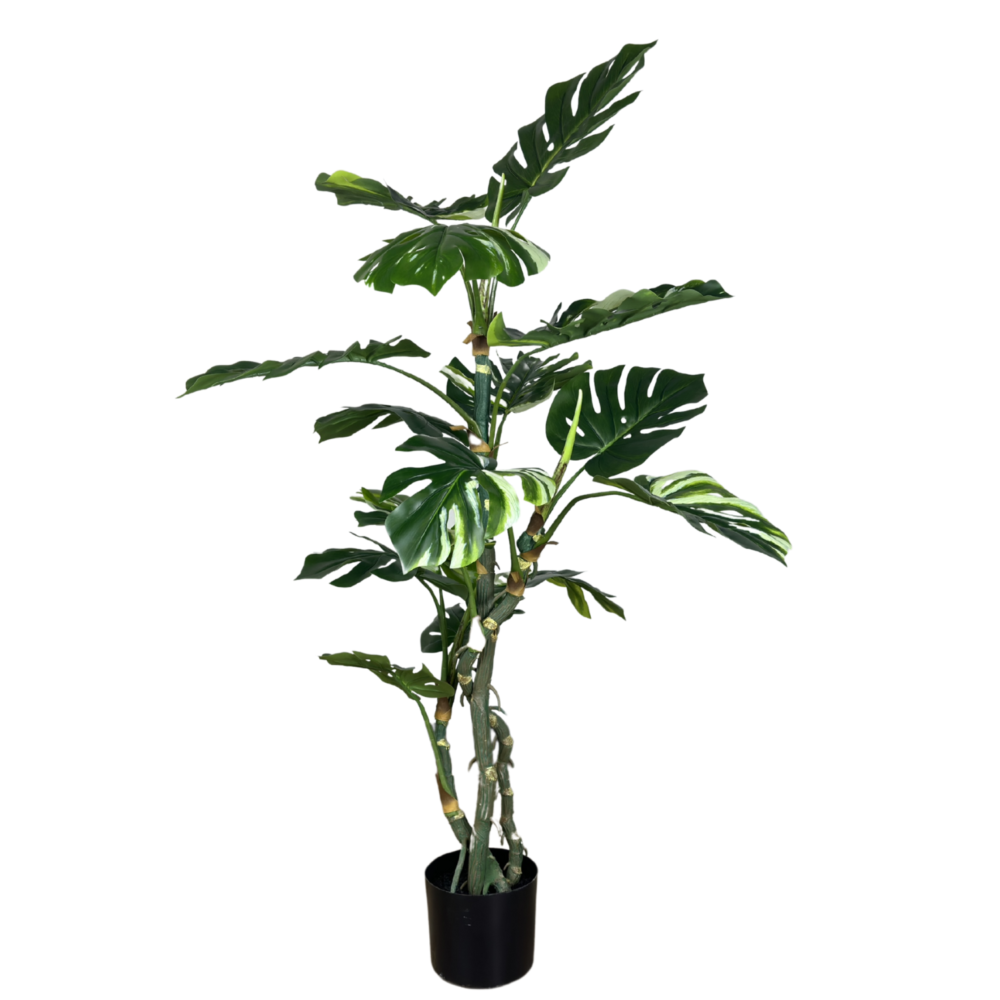 Monstera Plant, Verigated, 4ft