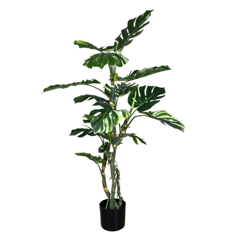 Monstera Plant, Variegated, 4ft