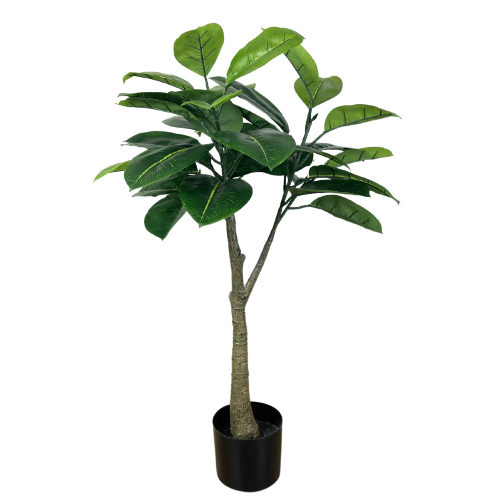 Rubber Tree, 3ft