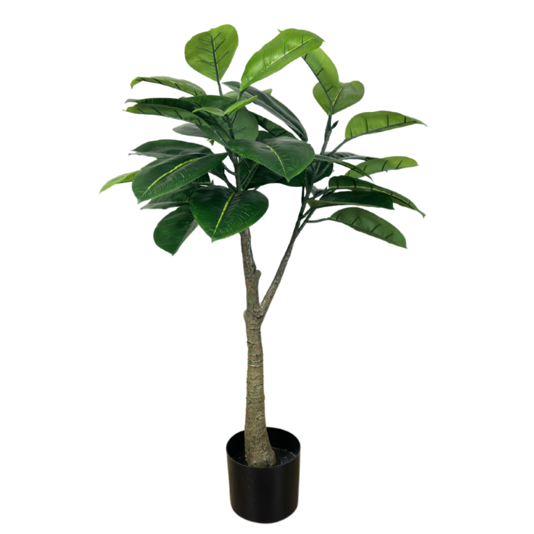 Rubber Tree, 3ft (UV)
