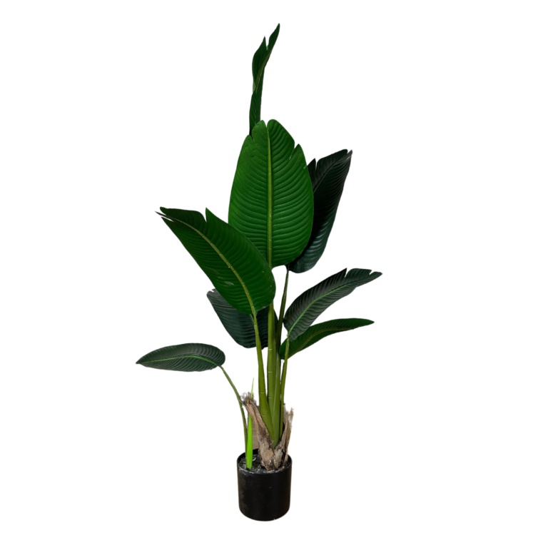 Travellers Palm, 4ft (UV)