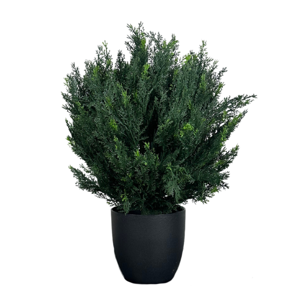 Cedar Sequoia Bush, 23in (UV)