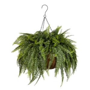 Boston Fern Luxe Coco Basket w Hook, Dark Green, 24in
