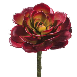 Echeveria Cabbage, Burgundy, 5.75in