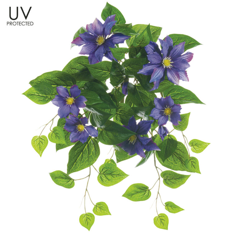 Clematis Bush, Purple, 20.5 (UV)