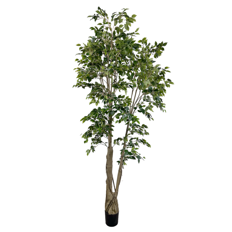 Ficus Tree, Green, 10ft