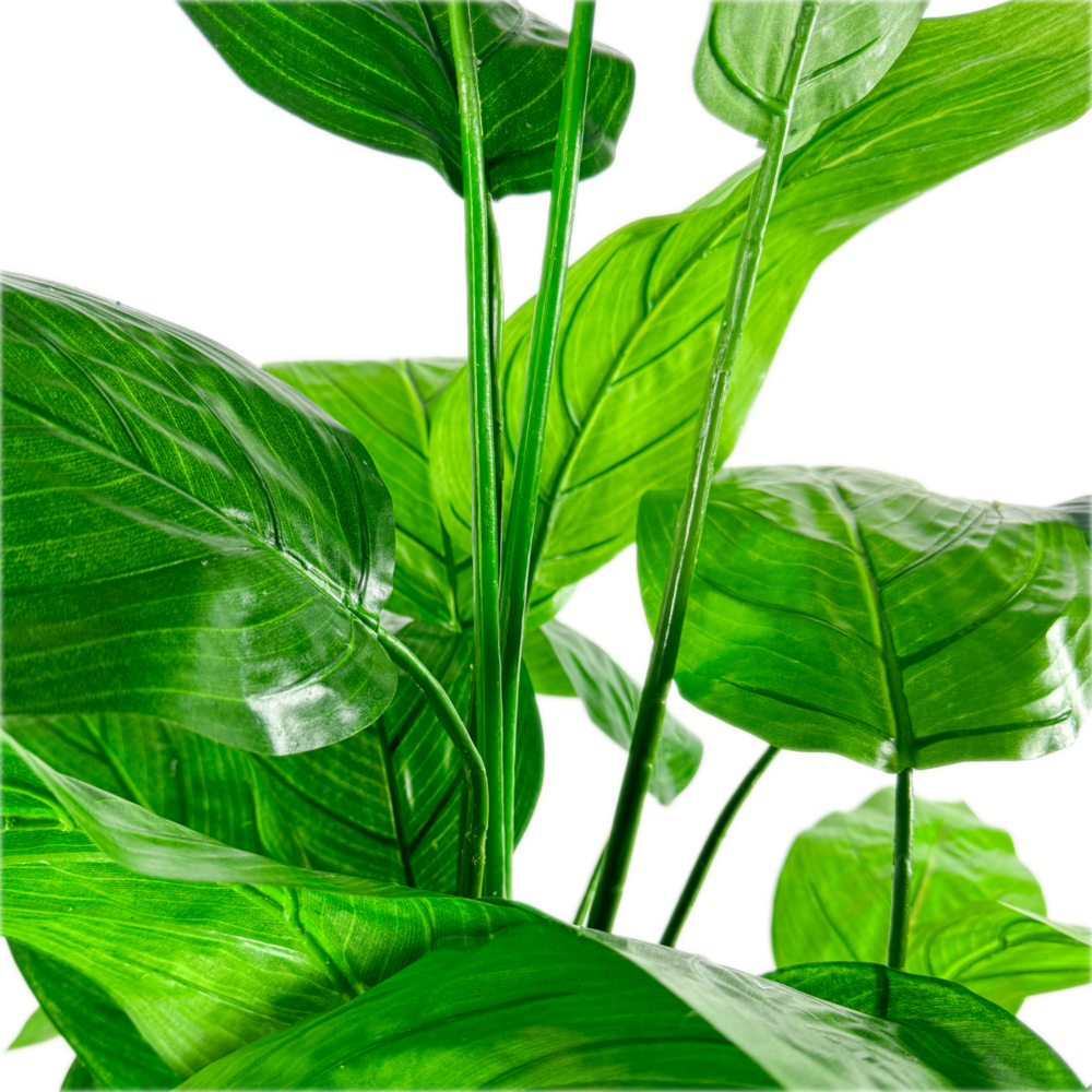 Caans Plant, Green, 6ft (UV) - Image 2