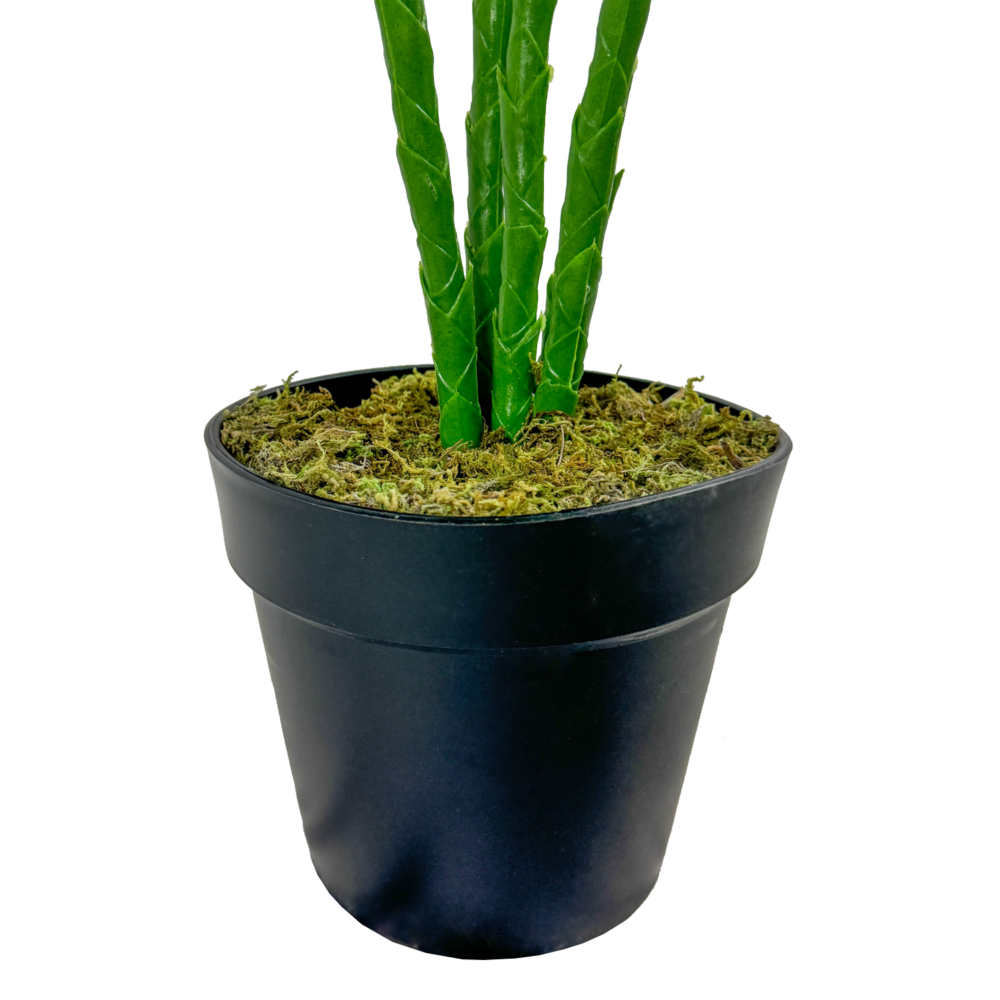 Caans Plant, Green, 6ft (UV) - Image 3