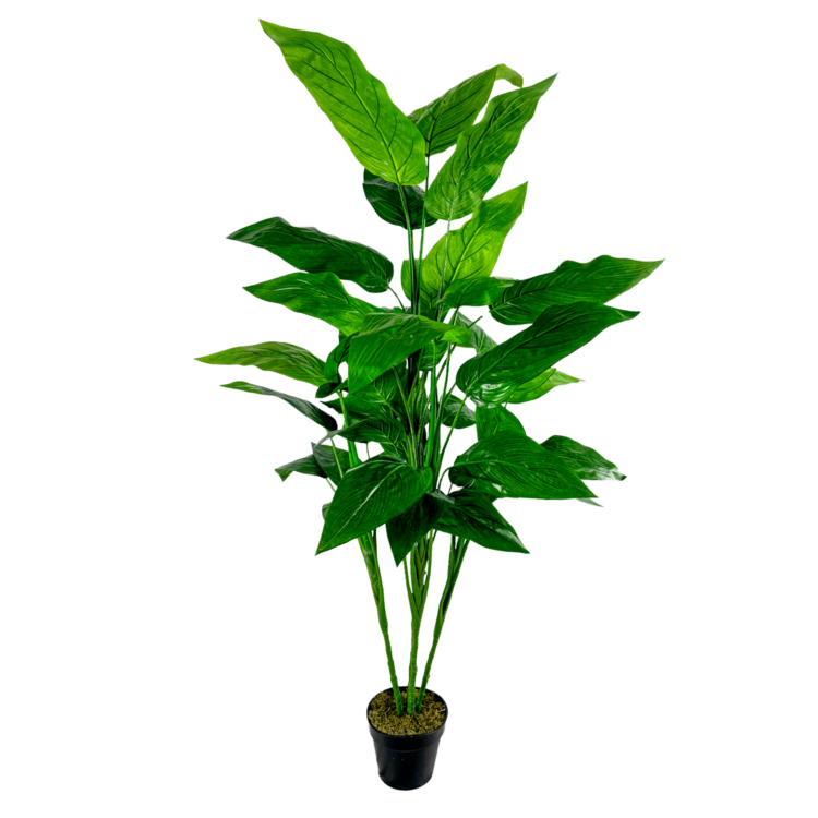 Caans Plant, Green, 6ft (UV)
