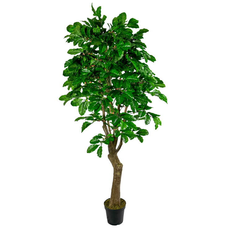 Coffee Tree, Green/Red, 7ft (UV)