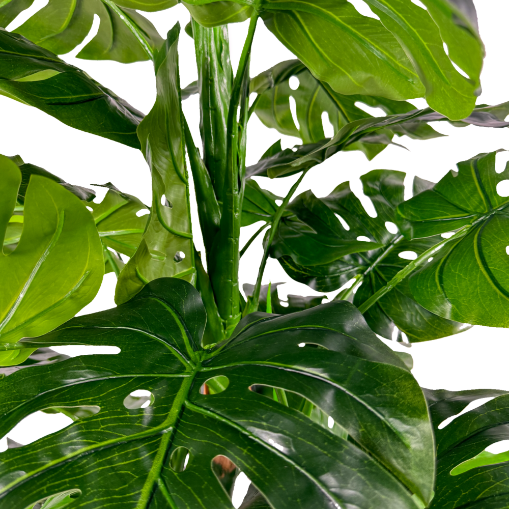 Monstera Plant, Green, 4ft - Image 2