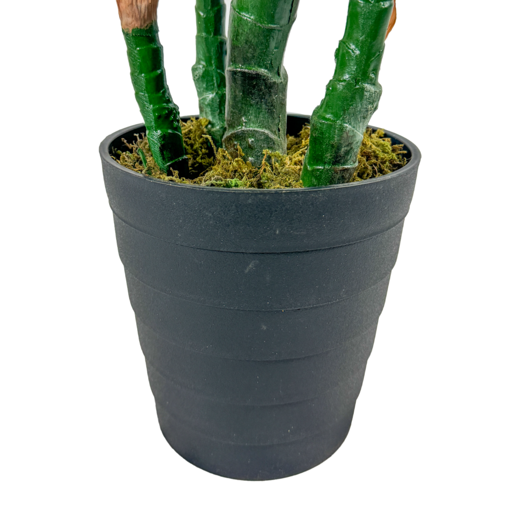 Monstera Plant, Green, 4ft - Image 3