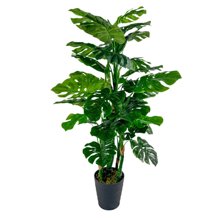 Monstera Plant, Green, 4ft