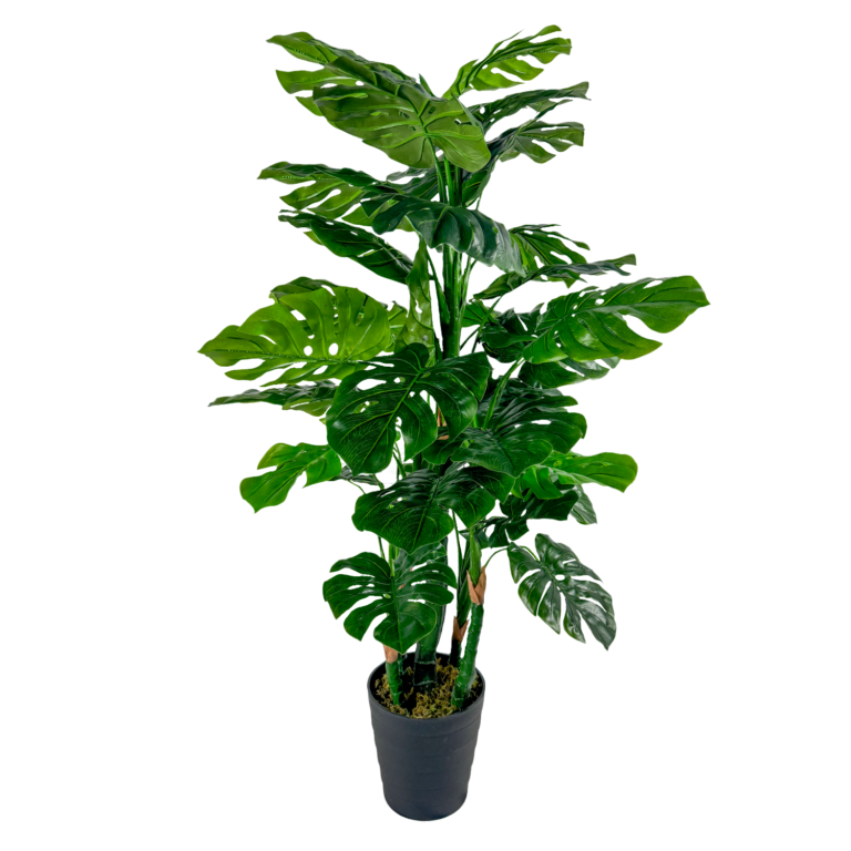 Monstera Plant, Green, 4ft