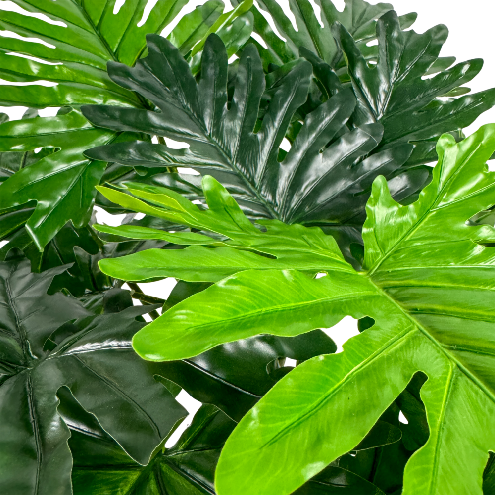 Philodendron Plant, Green, 24in - Image 2