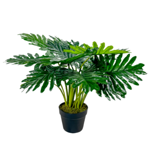 Philodendron Plant, Green, 24in