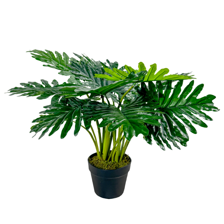 Philodendron Plant, Green, 24in