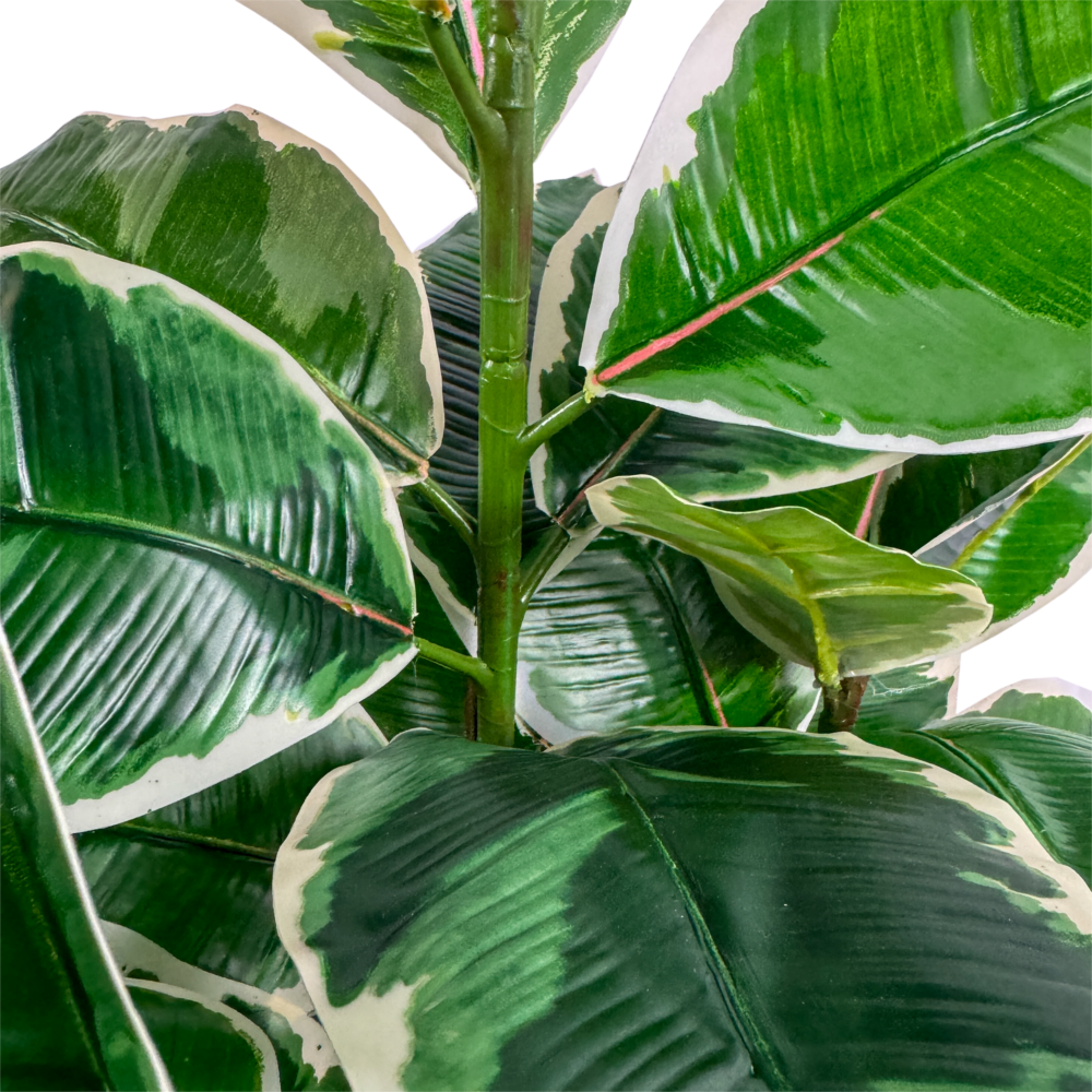 Rubber Plant, Green/White Varigated, 36in - Image 2
