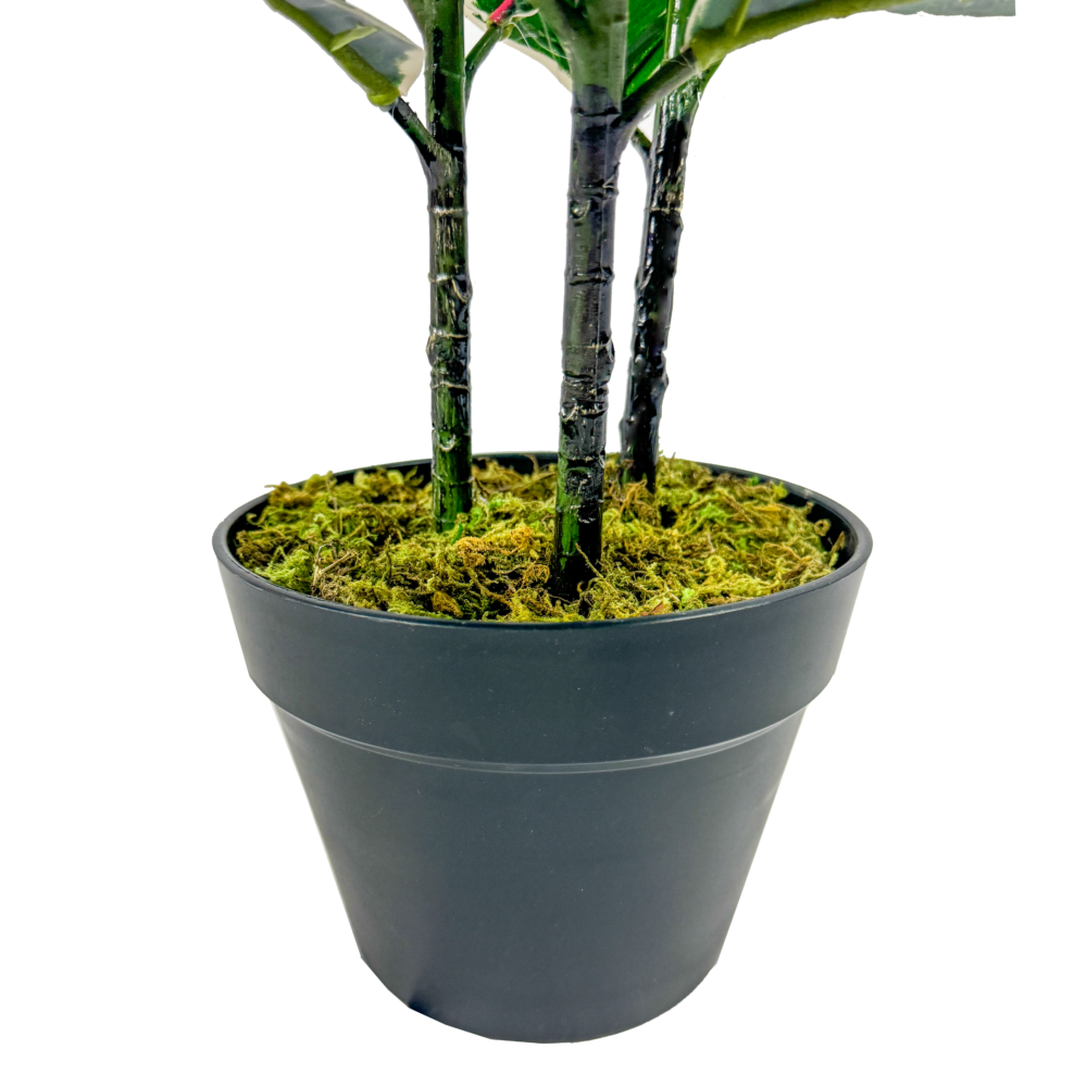 Rubber Plant, Green/White Varigated, 36in - Image 3