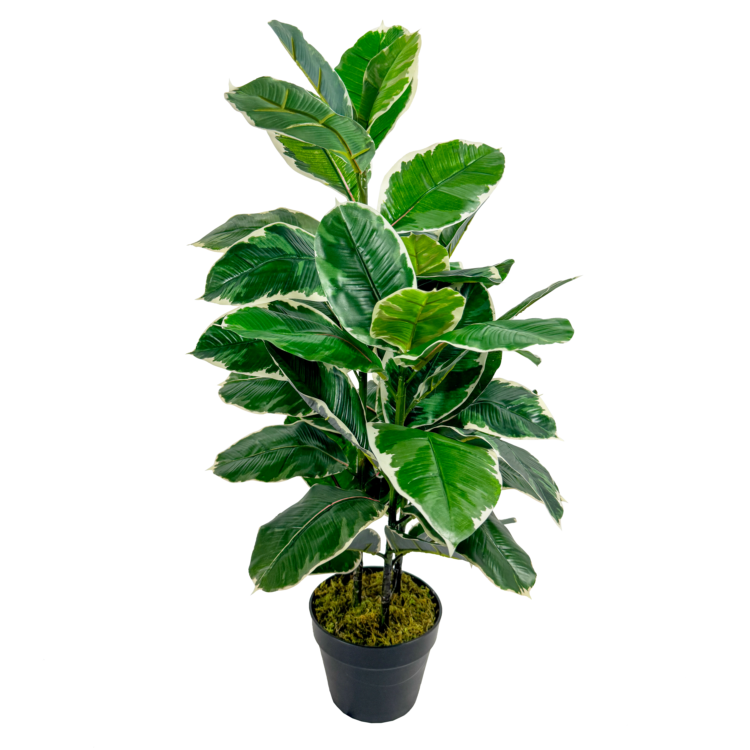 Rubber Plant, Green/White Varigated, 36in
