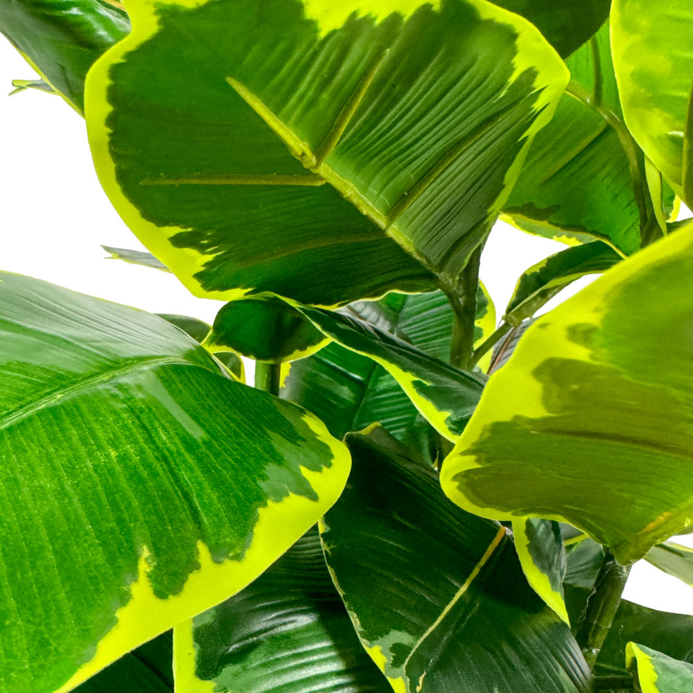 Rubber Plant, Green/Yellow Varigated, 36in - Image 2