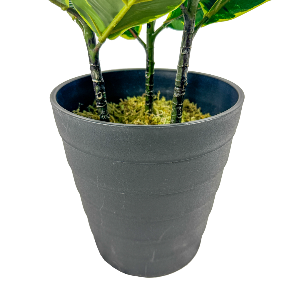 Rubber Plant, Green/Yellow Varigated, 36in - Image 3