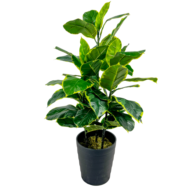 Rubber Plant, Green/Yellow Varigated, 36in