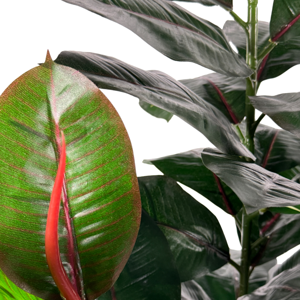 Rubber Plant, Green/Red, 4ft (UV) - Image 2