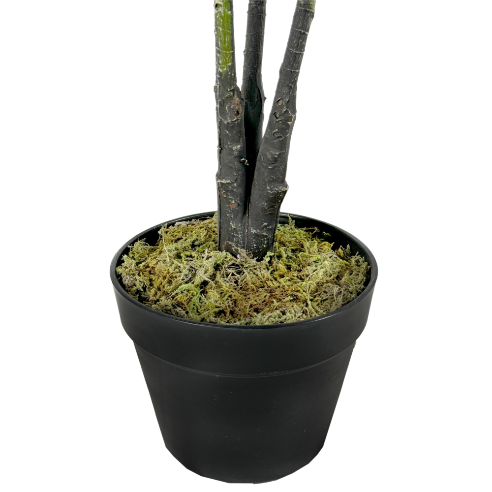 Rubber Plant, Green/Red, 4ft (UV) - Image 3