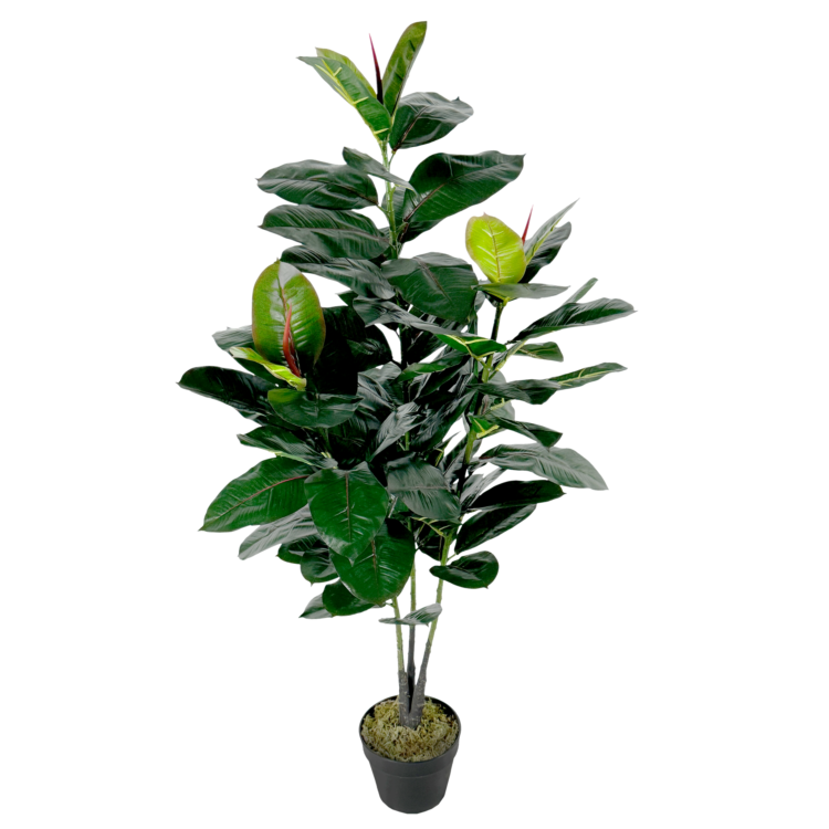 Rubber Plant, Green/Red, 4ft (UV)