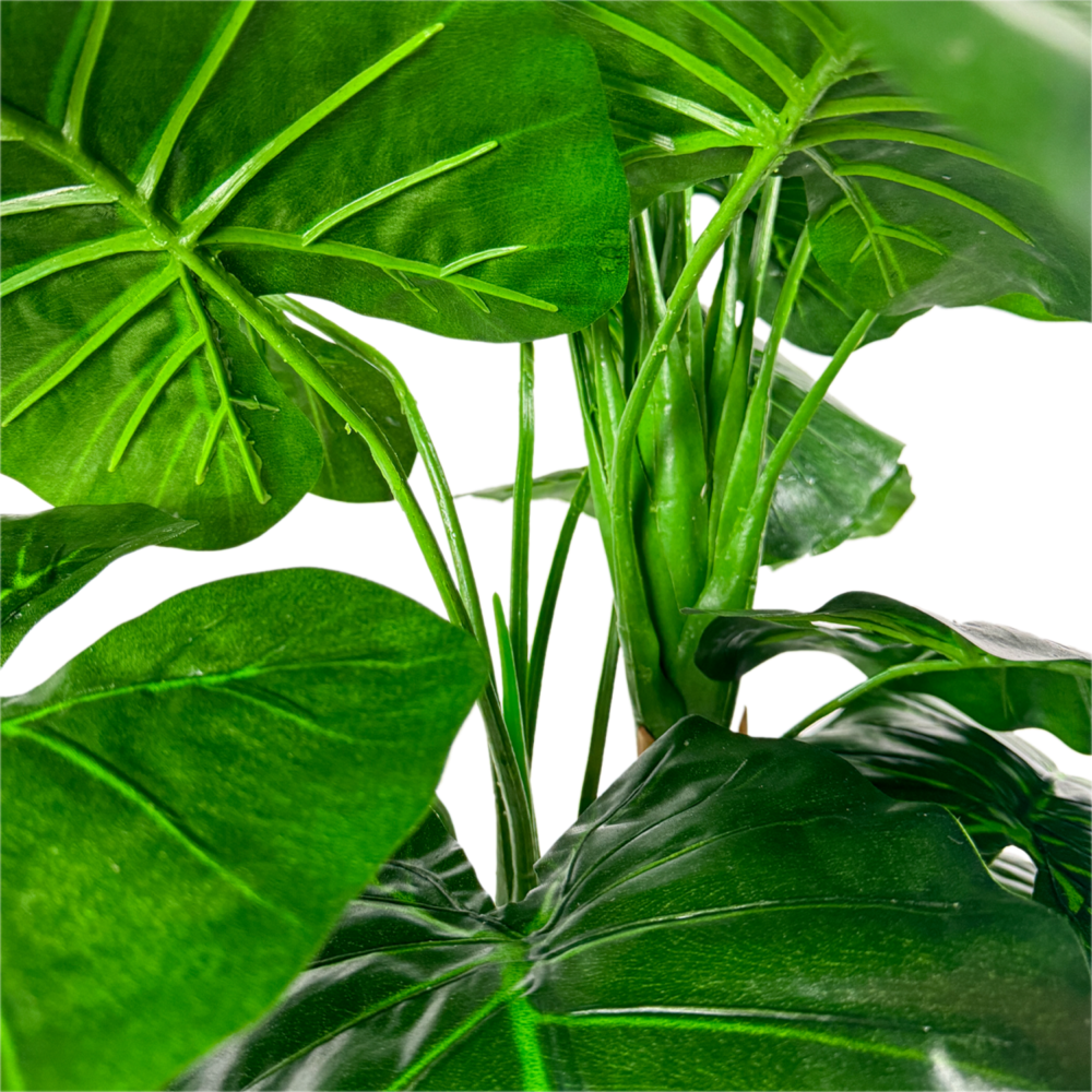 Taro Plant, Green, 4ft (UV) - Image 2
