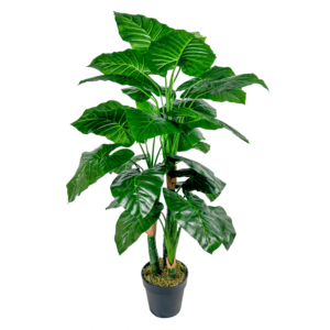 Unpotted Taro Plant, Green, 4ft (UV)