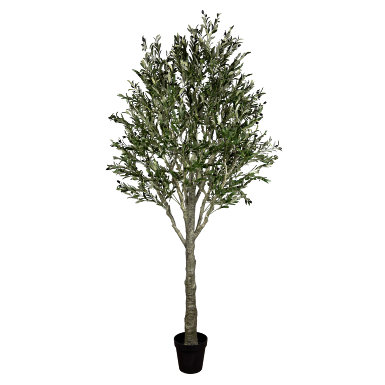 Olive Tree, Light Green, 8ft