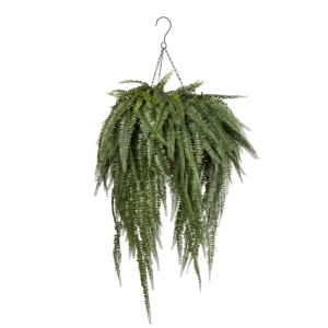 Boston Fern Extra-Long Luxe Coco Basket w Hook, Dark Green, 44in