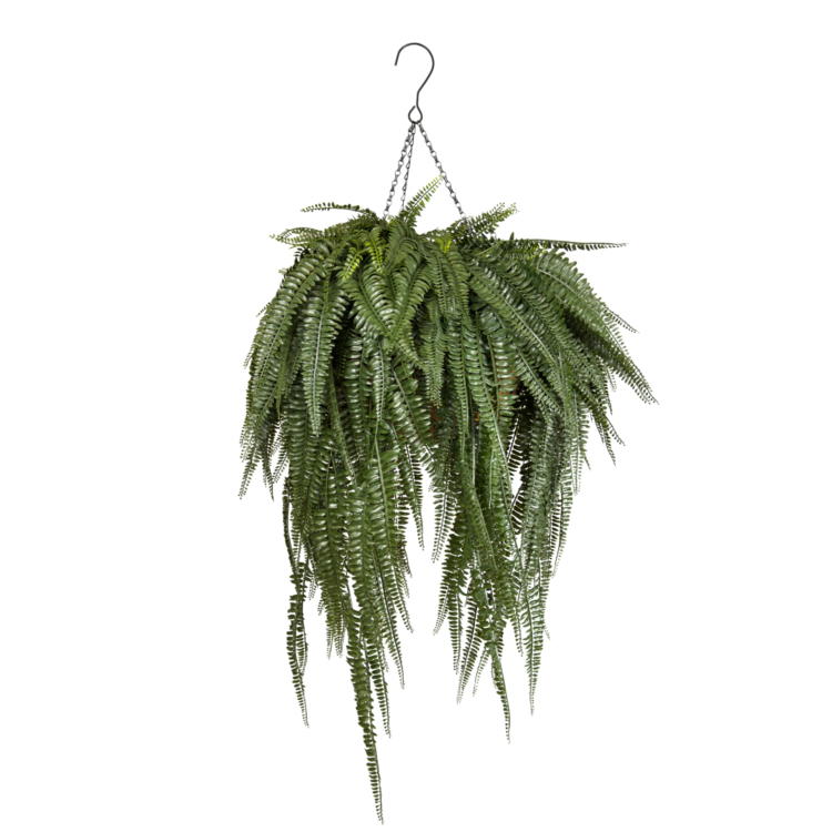 Boston Fern Extra-Long Luxe Coco Basket w Hook, Dark Green, 44in