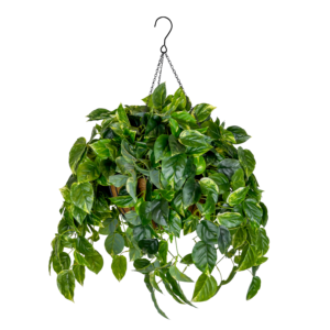Pothos Luxe Coco Basket w Hook, Green, 24in